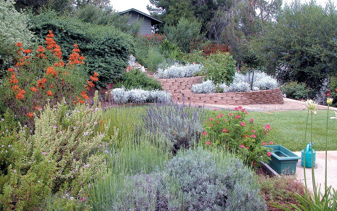 Native Plants and Sustainable Gardening